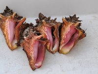 20230323_175516.jpg 20230323_175516.jpg