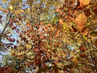 20241020_130002.jpg 20241020_130002.jpg