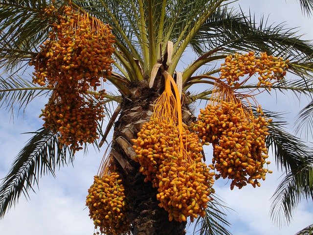 israeli-dates-dates-manufaturer-exporter-Agrifood.jpg